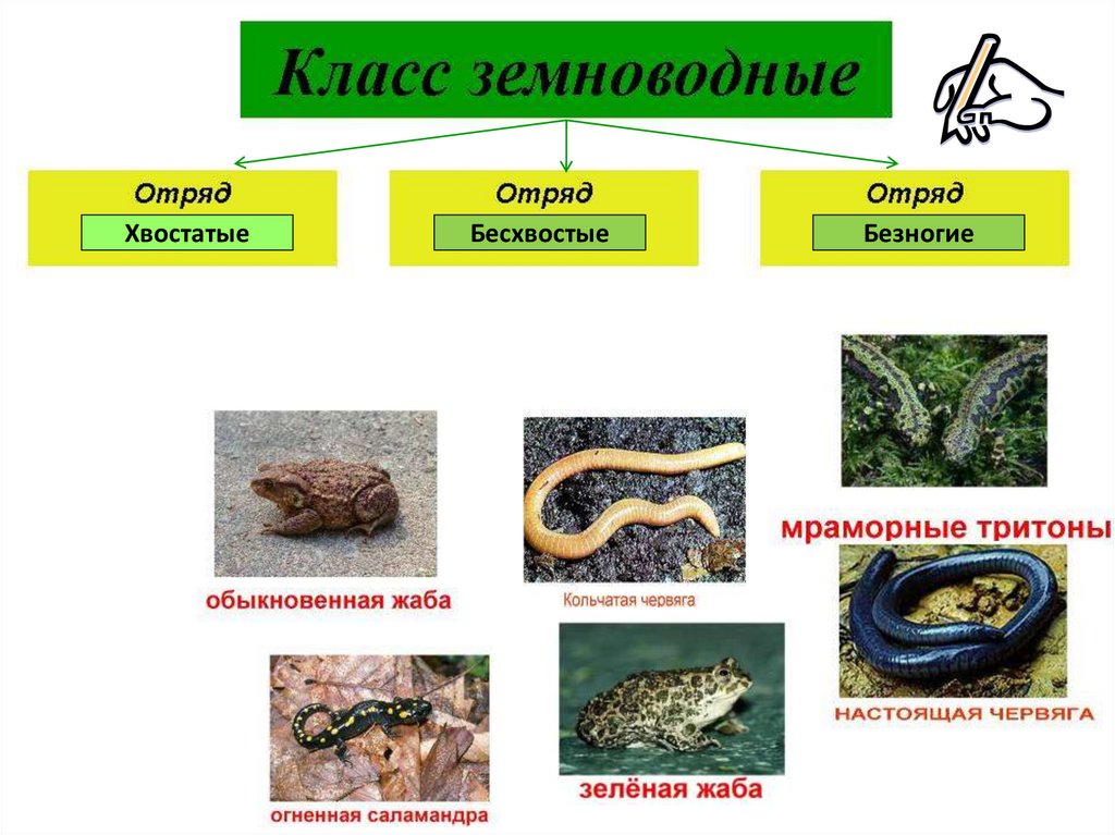 Презентация класс земноводные 7 класс биология по пасечнику