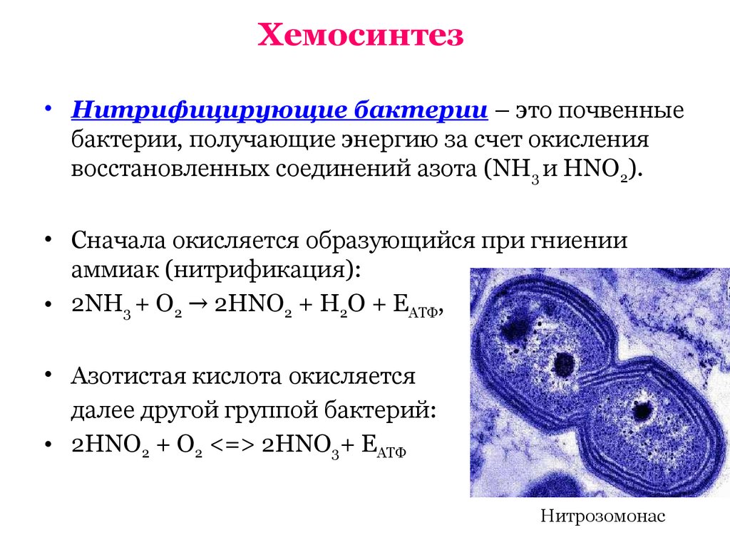 Организмы хемосинтетики. Хемосинтетики и хемотрофы. Хемосинтез нитрифицирующих бактерий. Археи хемосинтетики. Серобактерии хемотрофы.