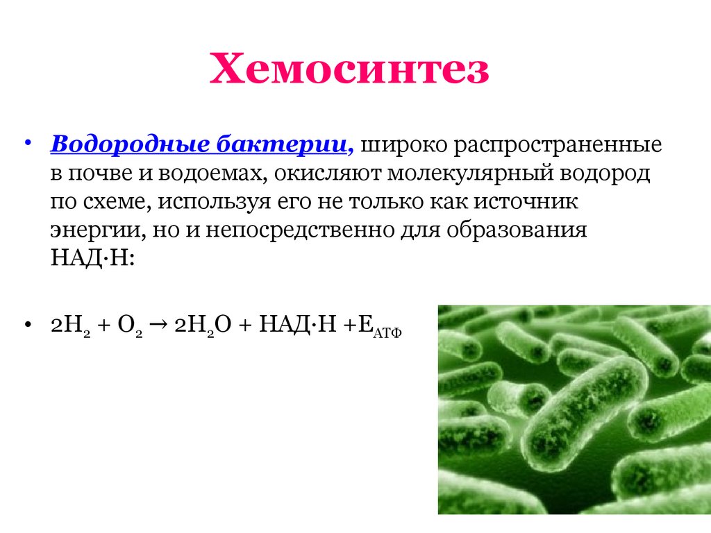 Процесс происходящий у бактерий. Хемосинтетики железобактерии. Водородные бактерии хемосинтетики. Хемосинтез нитрифицирующих бактерий. Хемосинтетики и хемотрофы.