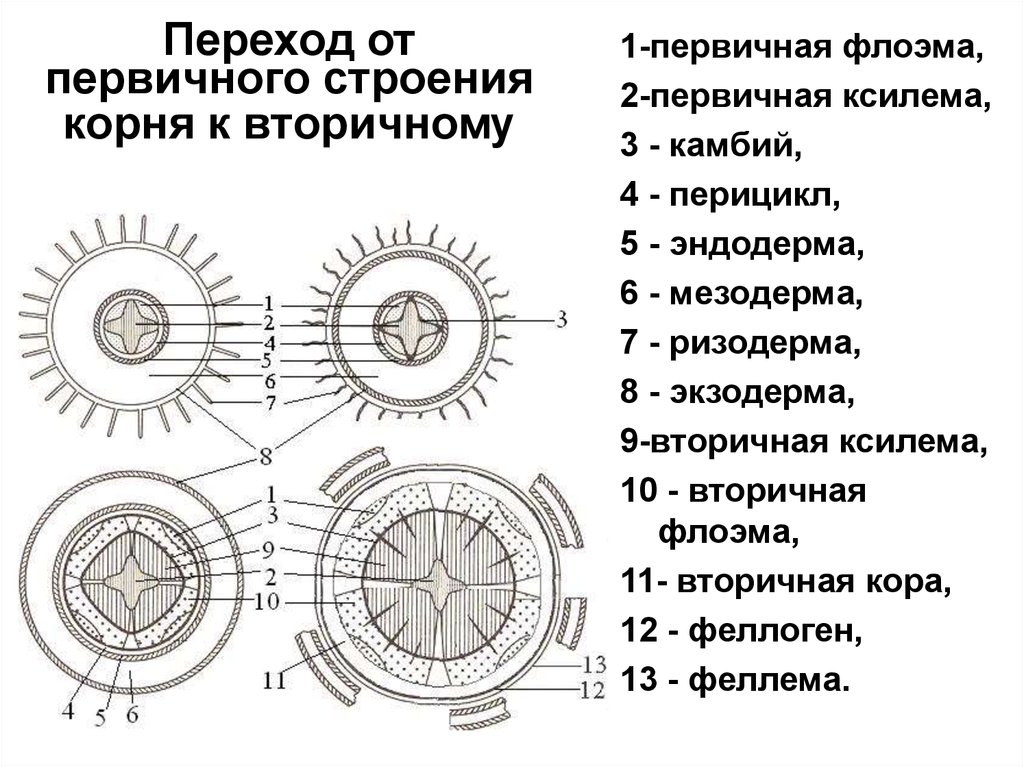 На рисунке изображено микроскопическое строение корня в какой из зон был сделан срез 1 всасывания