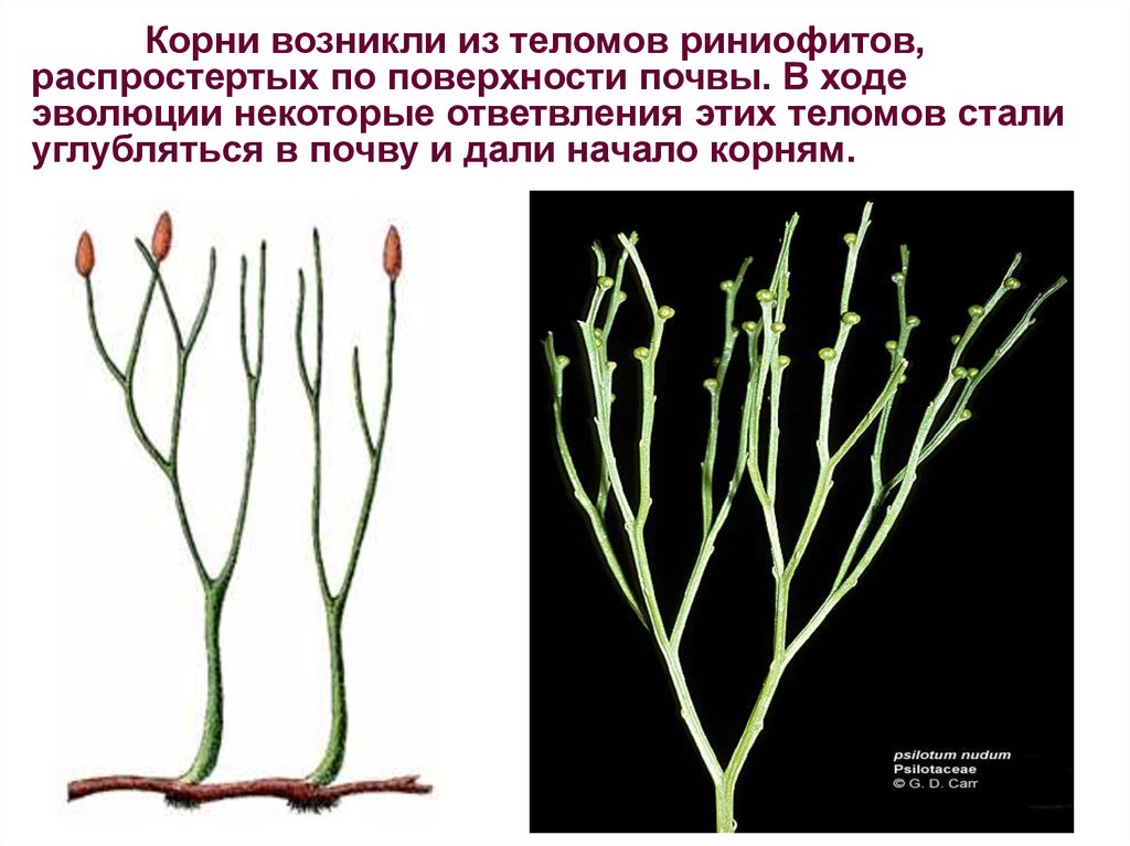 Ароморфозы риниофитов. Эволюция растений псилофиты. Риниофиты Эволюция. Псилофиты и риниофиты. Риниофит Риния.