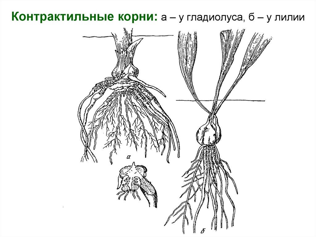 Корневые корешки. Контрактильные («втягивающие») корни. Семейство Лилейные корневая система. Корневая система лилейных.