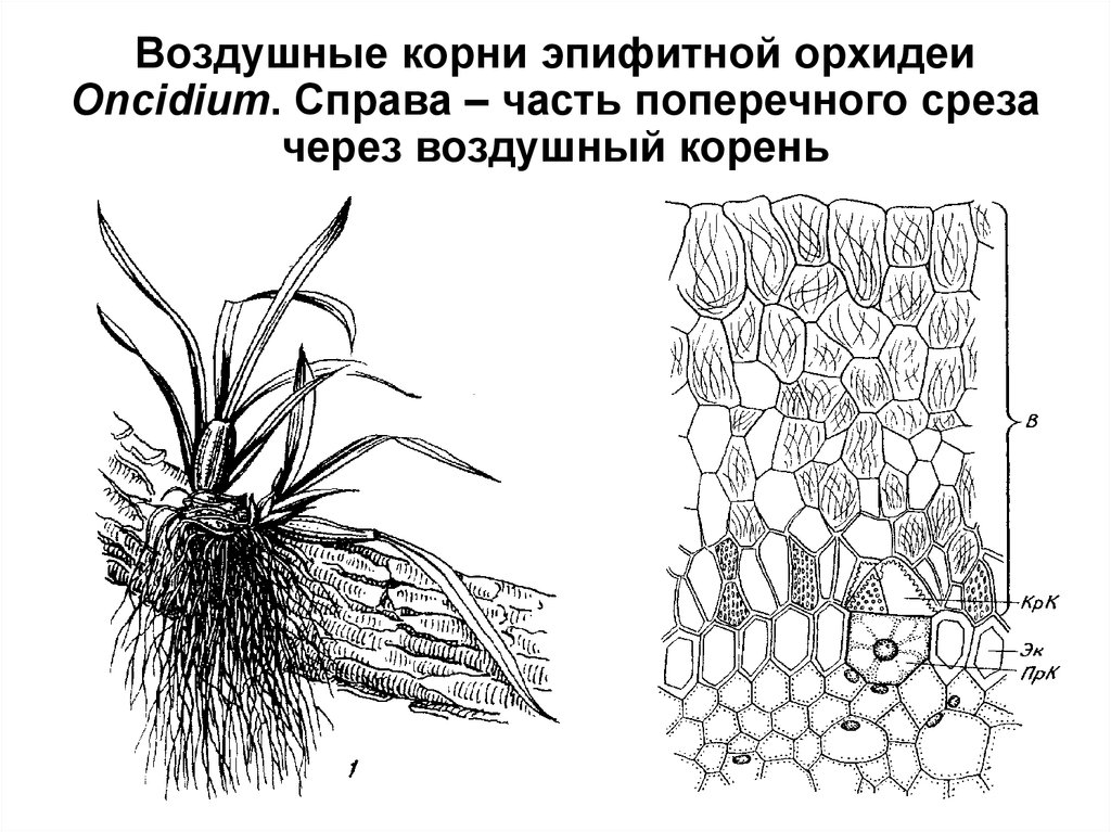 Воздушные корни рисунок