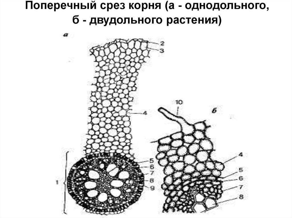 Используя рисунок 134 составьте схему строения двудольного растения выбрав соответствующие признаки