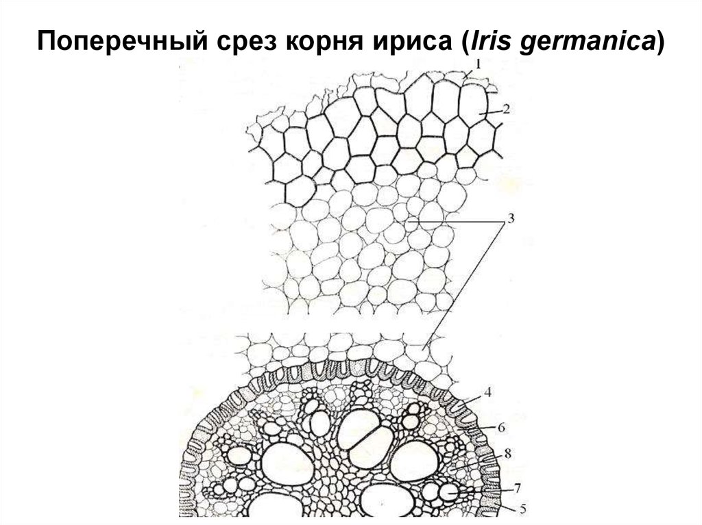 Срез корня. Первичное Анатомическое строение корня (поперечный срез корня ириса).. Поперечный срез корня ириса касатика. Первичное строение корня ириса на поперечном срезе. Поперечный срез корня однодольного растения.