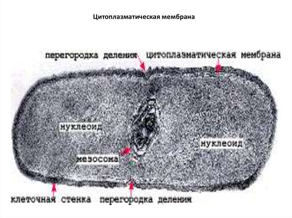 Цитоплазматическая мембрана