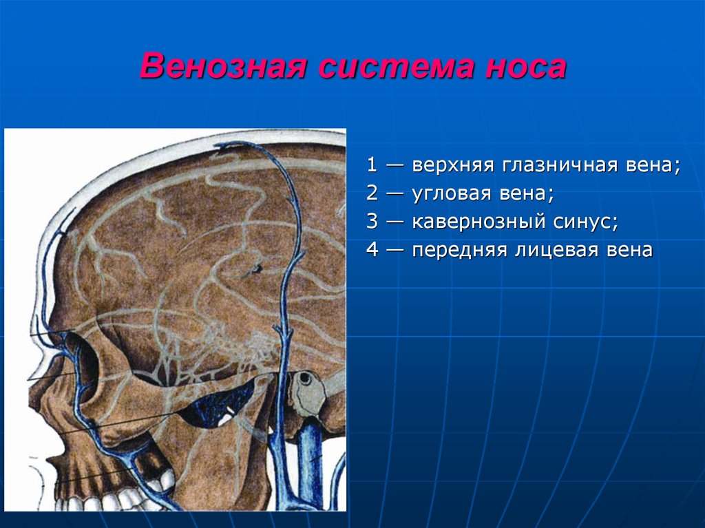 Травмы носа и околоносовых пазух презентация