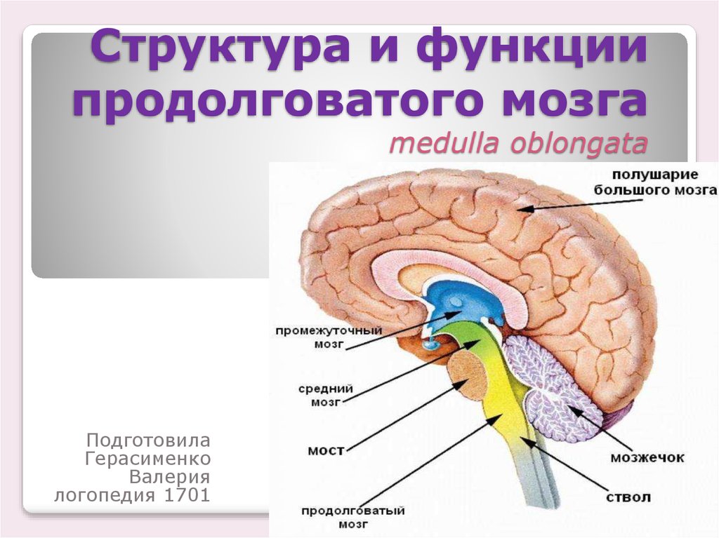 Что делает продолговатый мозг. Функции отделов головного мозга анатомия. Анатомическая классификация отделов головного мозга. Продолговатый мозг строение и функции. Функции продолговатого отдела головного мозга.