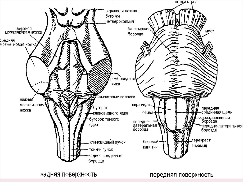 Продолговатый мозг схема строения