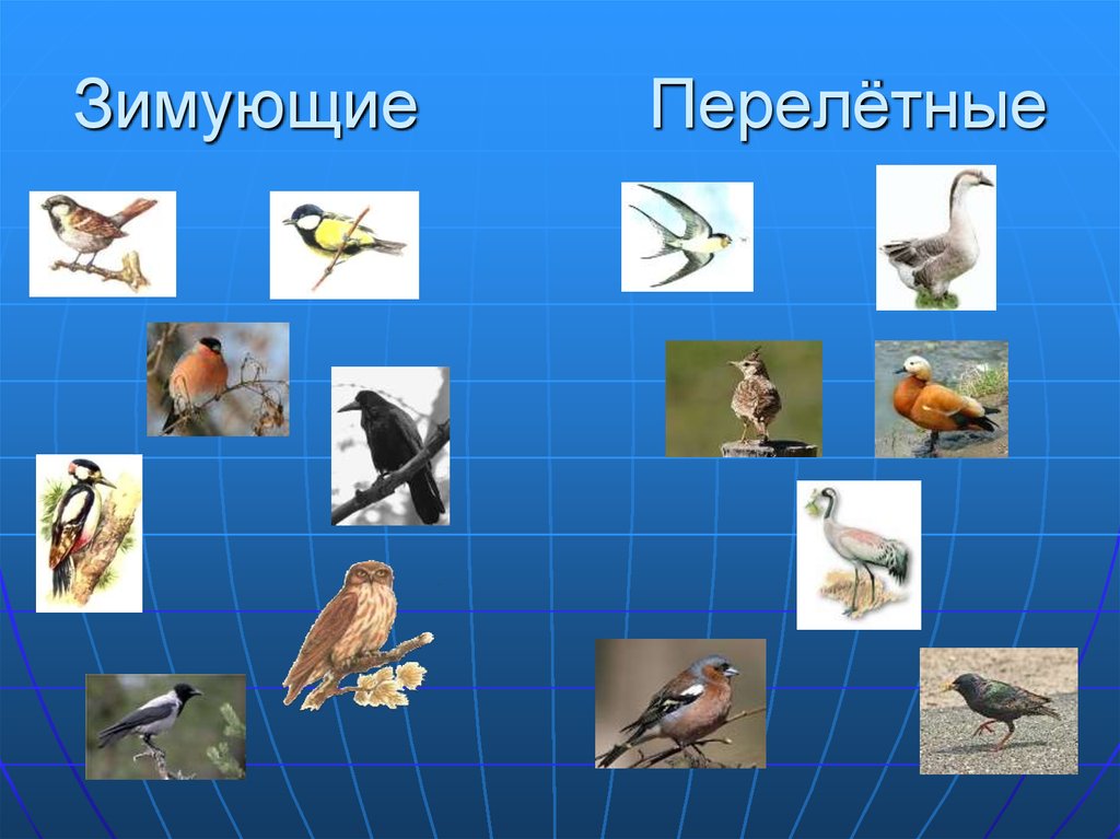 Окружающий мир где зимуют птицы 1 класс презентация