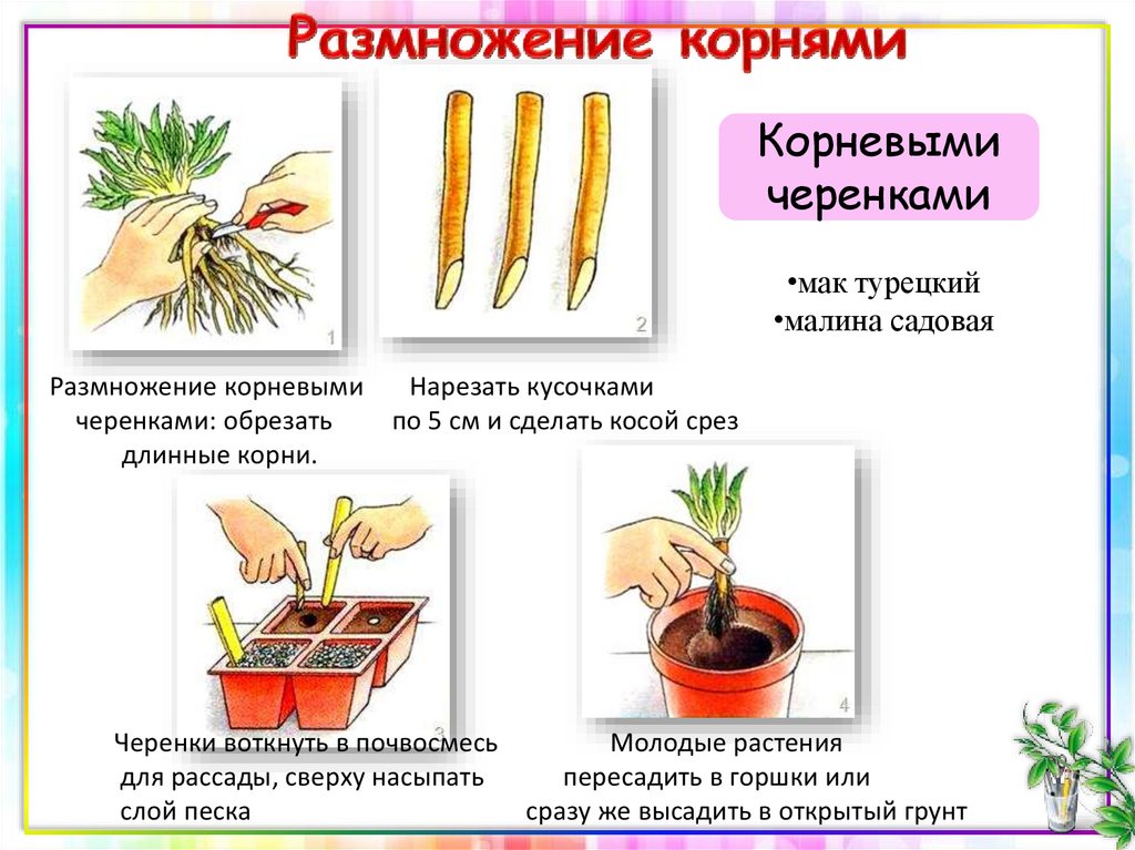 Какие способы размножения растений вы наблюдали. Вегетативное размножение черенкование. Вегетативное размножение корневыми черенками. Размножение комнатных растений черенками. Схема черенкования комнатных растений.