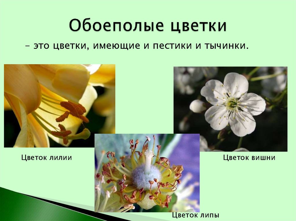 Обоеполым цветком называют. Однополые и обоеполые цветки. Растения с обоеполыми цветками. Обоеполые цветки и однополые цветки. Генеративные органы цветка.
