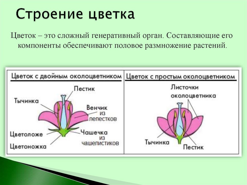 Какая ботаническая наука изучает опыление. Околоцветник строение и функции. Строение цветка насекомоопыляемых растений. Генеративные органы строение цветка. Строение цветков растений.