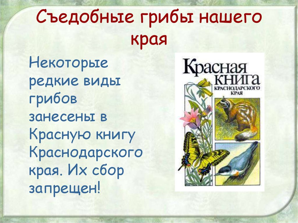 Растения красной книги краснодарского. Красная книга нашего края. Грибы красной книги Краснодарского края. Грибы из красной книги Краснодарского края. Съедобные грибы Краснодарского края занесенные в красную книгу.