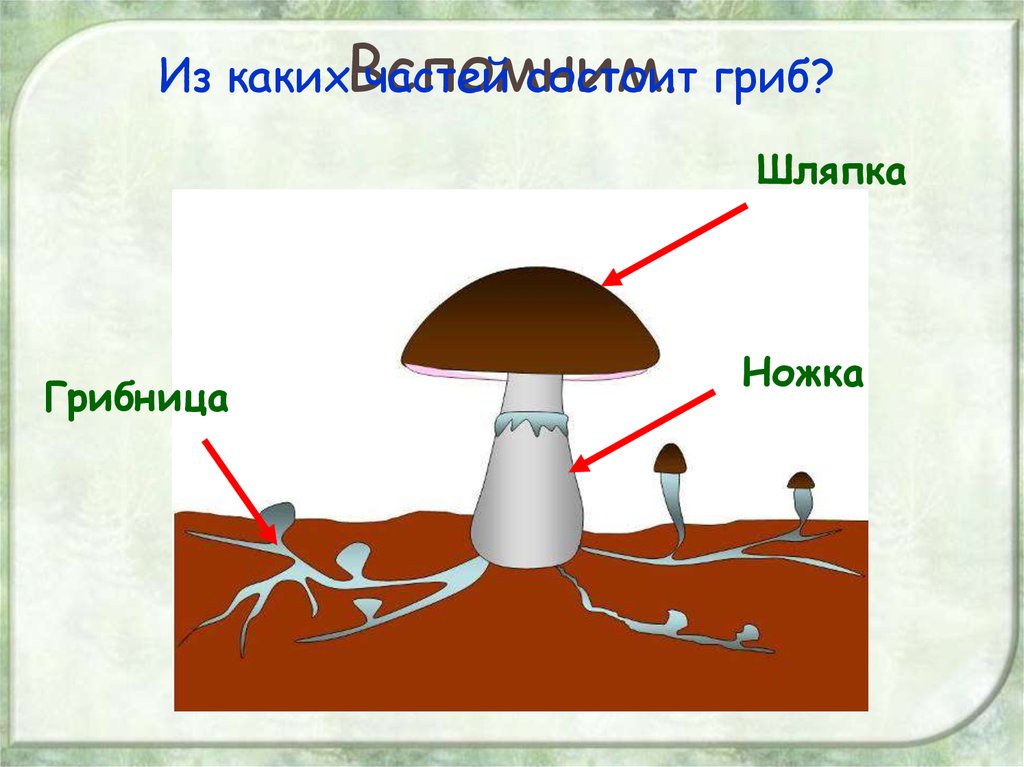 Подпишите на рисунке основные части шляпочного гриба