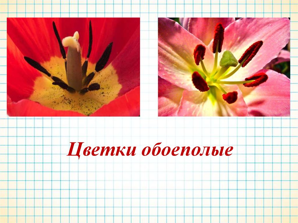 Растения с обоеполыми цветками. Обоеполый цветок. Обоеполый цветок функции. Отметь соответствующее изображение обоеполый цветок.