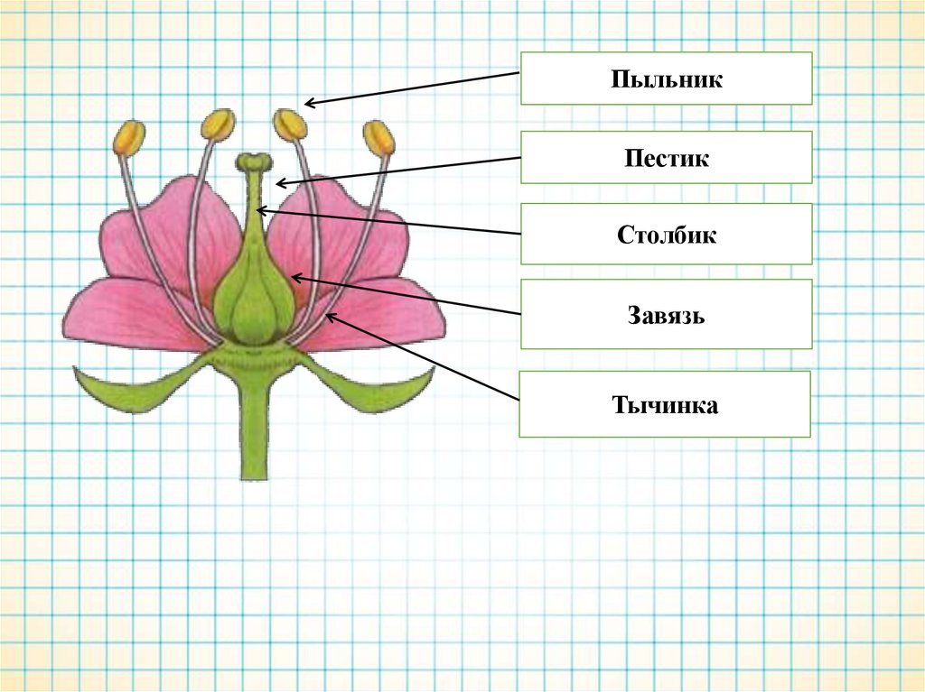 На приведенной схеме подпишите основные части цветка