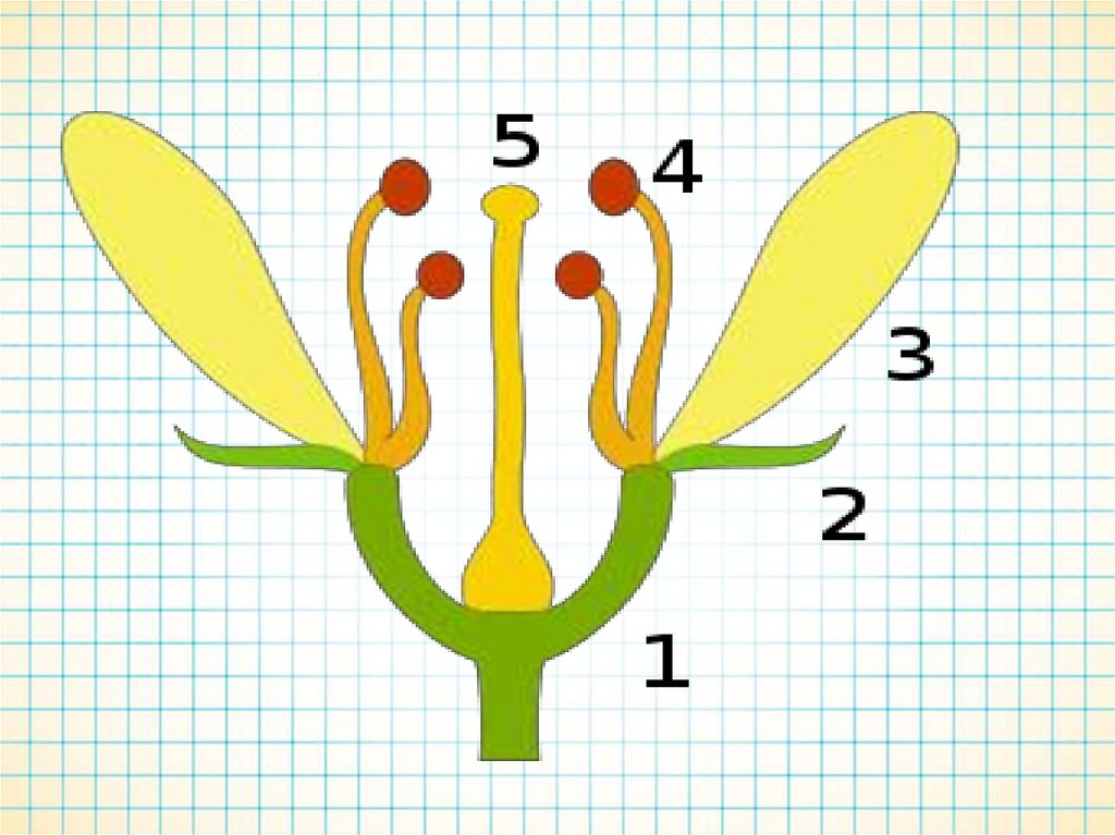 Определите что на рисунке обозначено цифрой 1 пыльник столбик завязь рыльце