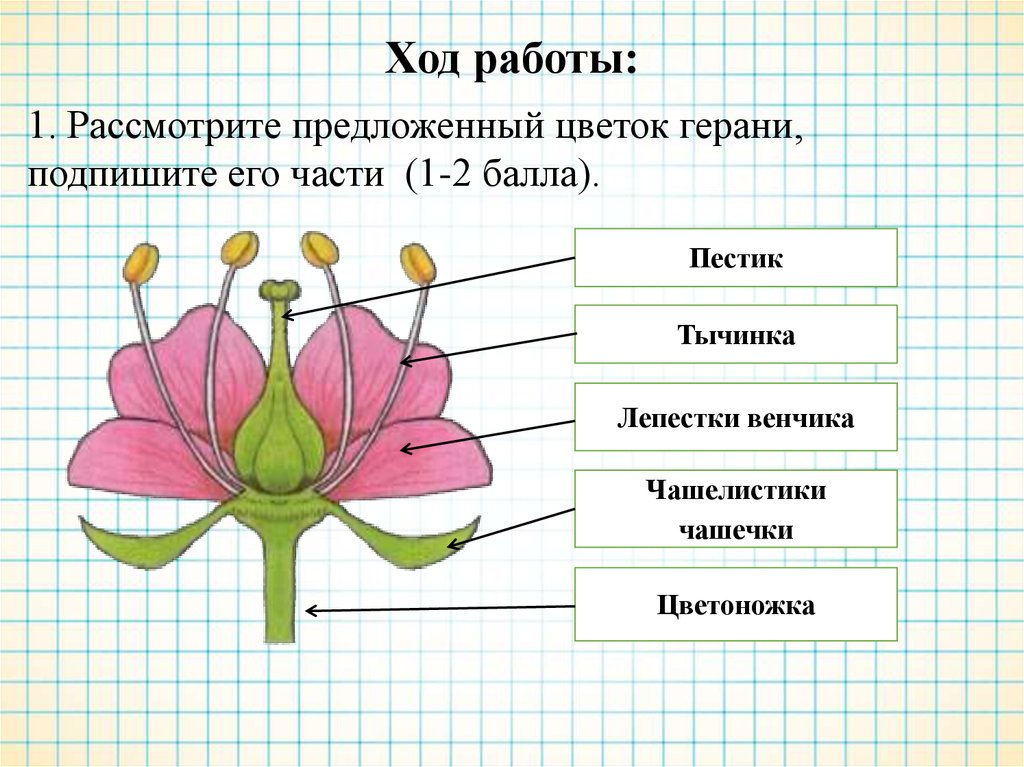 Изображение цветов 6 класс. Чашелистики пестик тычинки венчик. Строение цветоножки. Схема строения цветка пестик. Строение тычинок и пестика герани.
