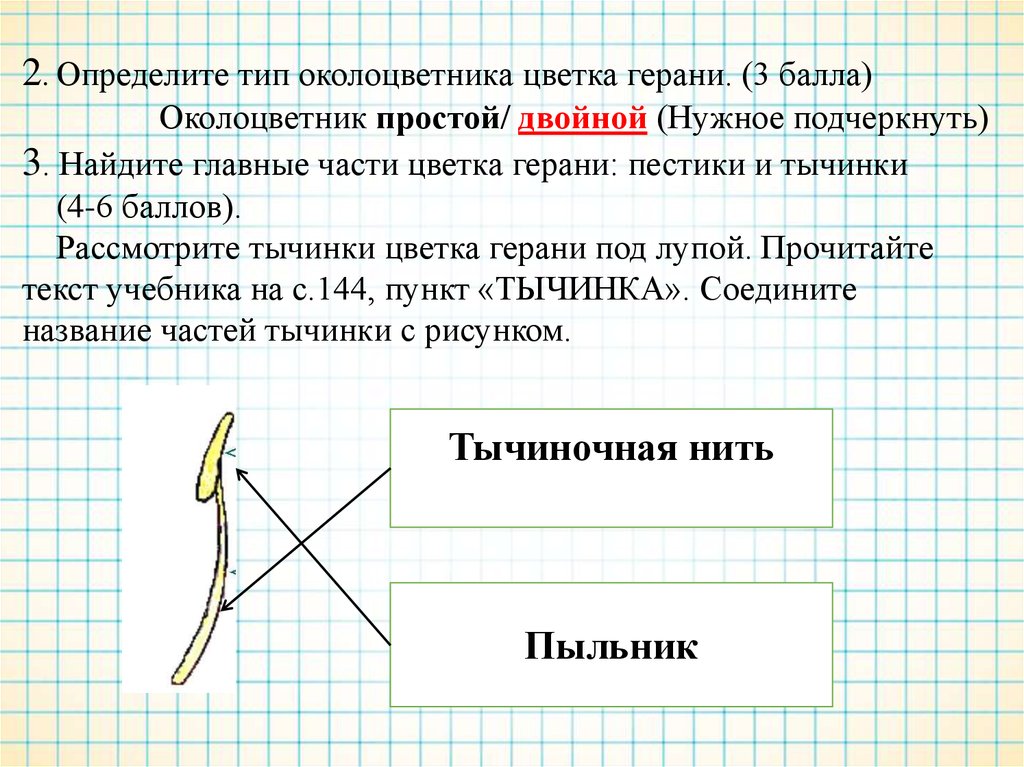 Отметь какие обозначения на рисунке соответствуют органам цветка в котором происходит оплодотворение