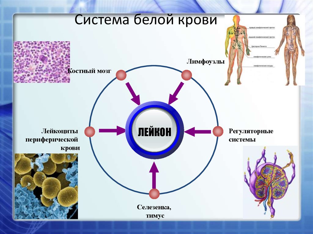 Система бел. Нарушения системы белой крови. Патофизиология системы белой крови. Патофизиология крови презентация. Нарушения системы белой крови, классификация..