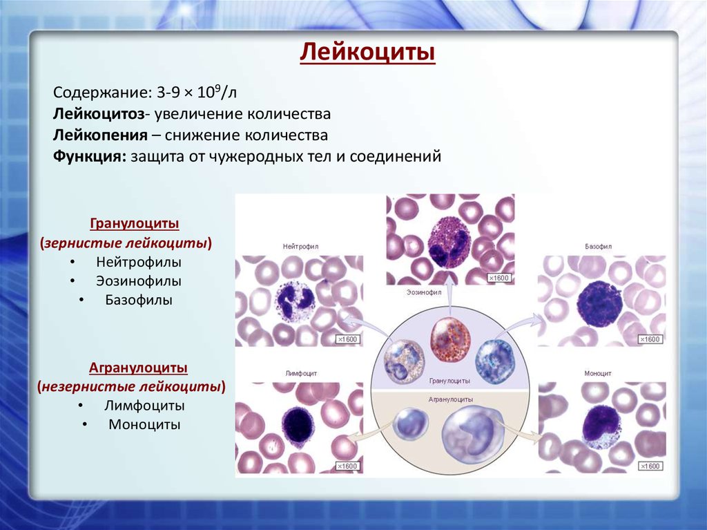 Изменение количества лейкоцитов в крови