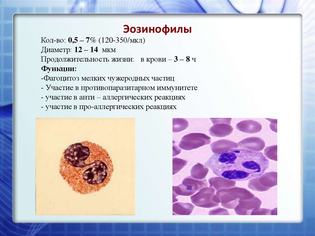 Содержание эозинофилов в крови