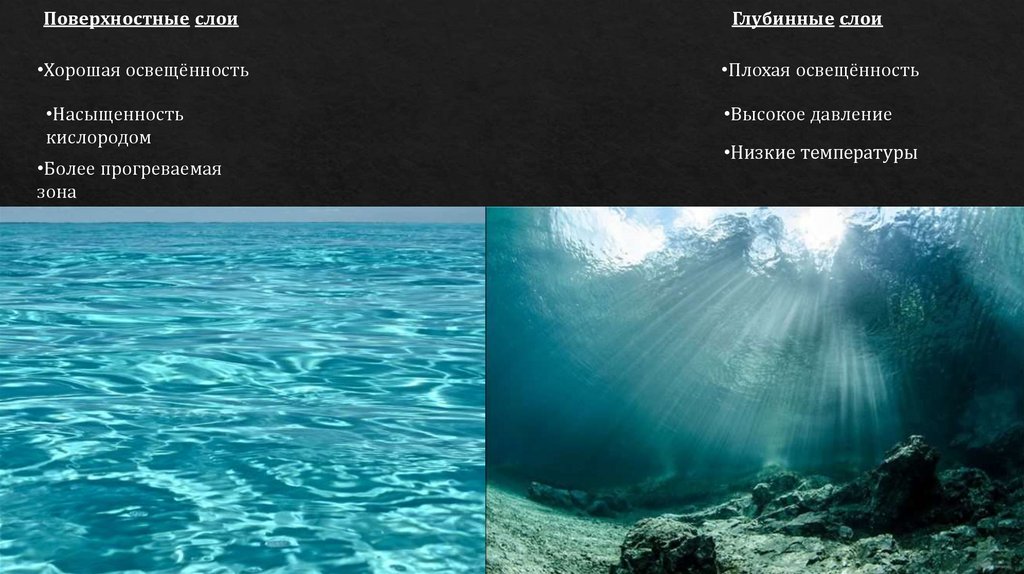 Распространение живых организмов в океане
