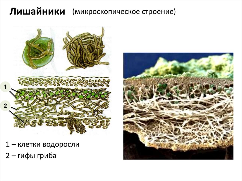 Функция водоросли в лишайнике
