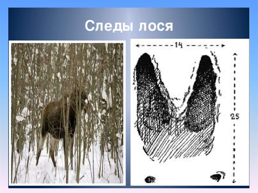 След лося. Следы лосей (по Филонов,1983). Следы лося. Следы лося на снегу. След кабана и лося.