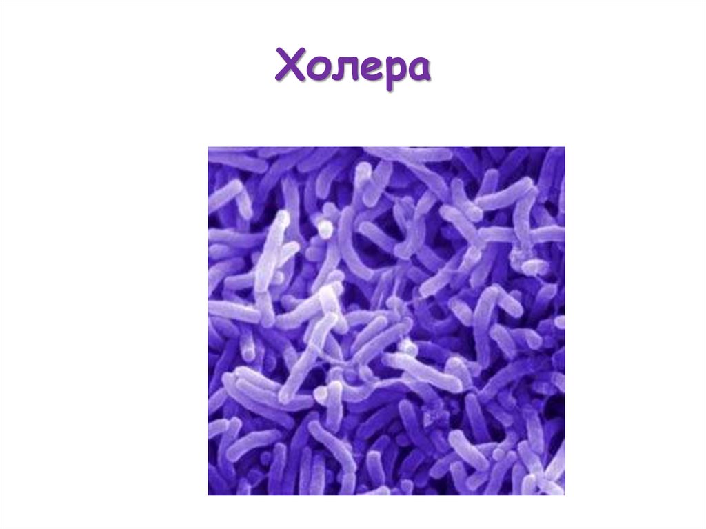 Холера микробиология презентация