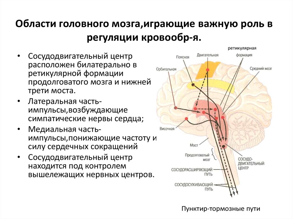 Причины сужения головного мозга. Функции сосудодвигательного центра продолговатого мозга. Сосудодвигательный центр расположен в отделе головного мозга. Сосудисто двигательный центр продолговатого мозга. 3. Сосудодвигательный центр, его структура и функции..