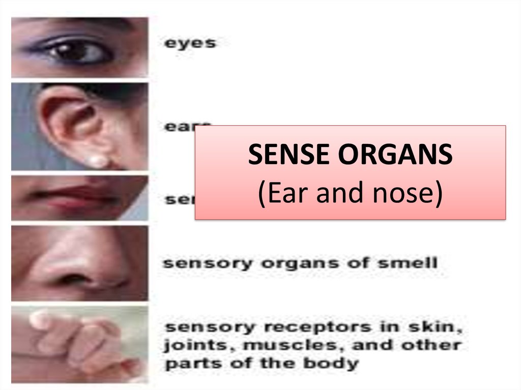 Sense organs. Ear and nose - online presentation