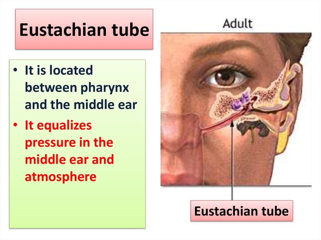 Diagram Of Eustachian Tube And Sinuses 7800