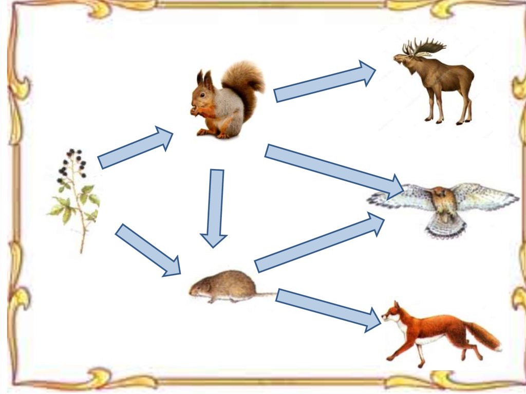 Пищевые Цепочки в лесу подготовительная группа. Пищевая цепочка в подготовительной группе. Пищевые Цепочки для дошкольников в подготовительной группе. Пищевые Цепочки для дошкольников в картинках.