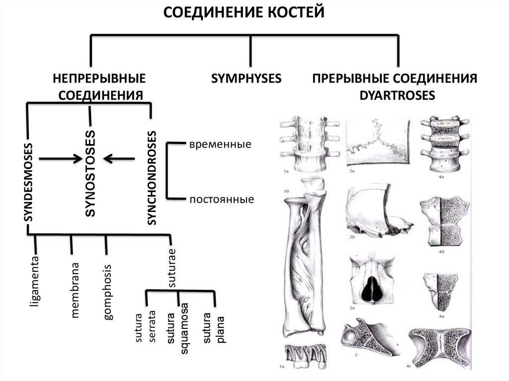 Основные соединения костей. Классификация соединений костей анатомия. Классификация соединения костей таблица. Классификация соединений костей. Непрерывные соединения костей.. Непрерывные соединения костей таблица.