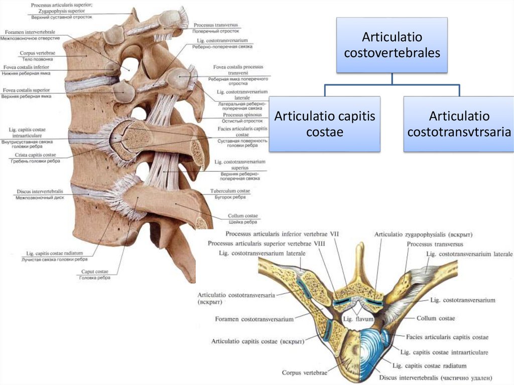 Анатомия соединения. Соединения костей анатомия латынь. Соединение костей туловища и черепа анатомия. Классификация костей туловища. Соединение костей туловища суставы анатомия.