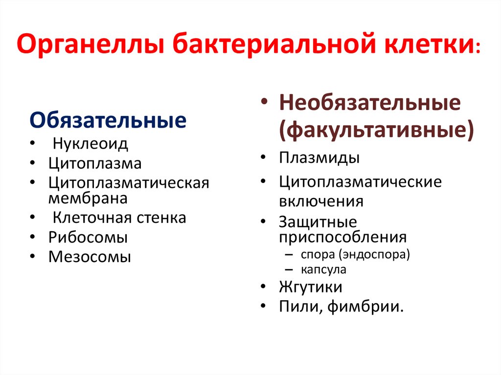 Органеллы клетки это. Основные органоиды бактериальной клетки. Органеллы бактериальной клетки. Основные и дополнительные органеллы бактериальной клетки. Основные органеллы бактериальной клетки.