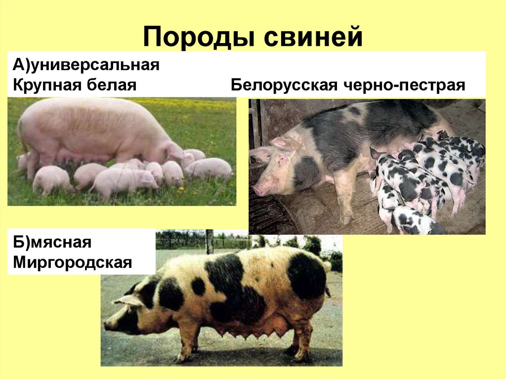 Направление пород свиней. Породы домашних млекопитающих. Мясные породы свиней. Домашние свиньи породы. Белорусская черно-пестрая порода свиней.