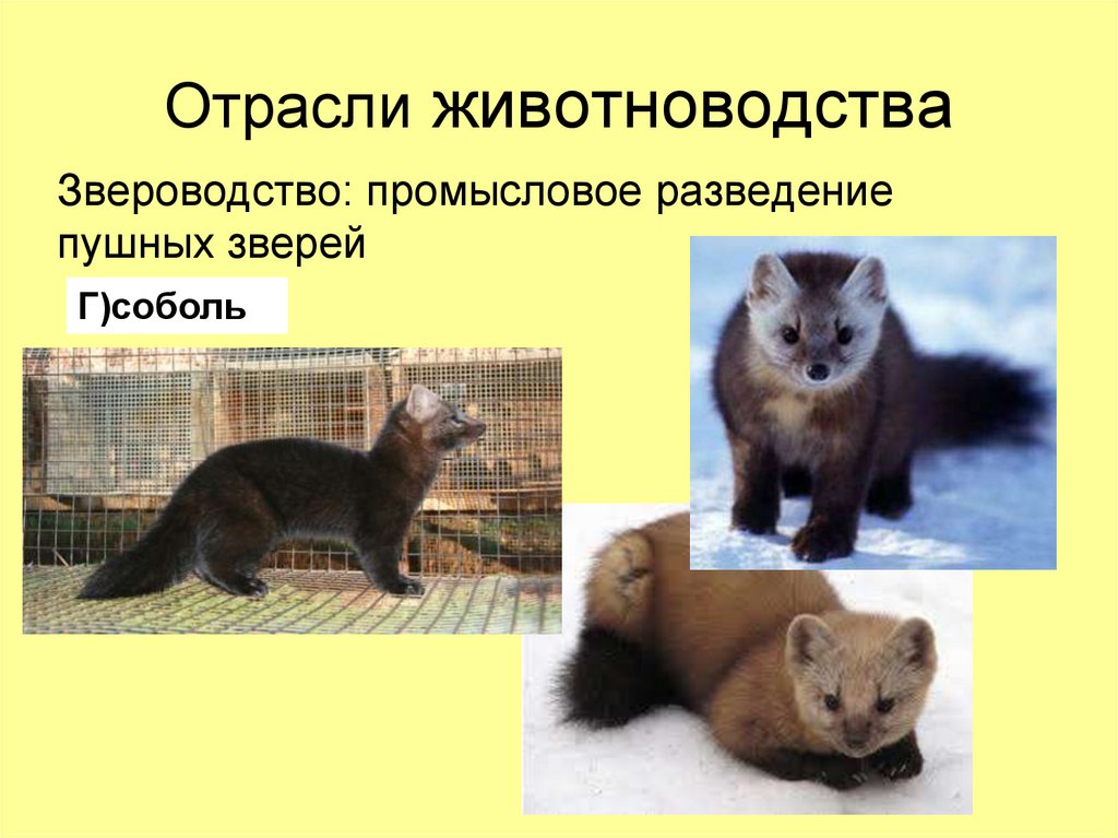 Сообщение на тему звероводство. Пушные звери. Промысловые пушные звери. Звероводство презентация. Звероводство отрасль.