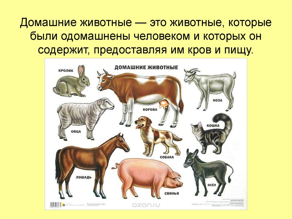 Млекопитающие являются одним из классов животных. Породы домашних животных. Домашние млекопитающие. Класс млекопитающие домашние животные. Животные которых одомашнил человек.