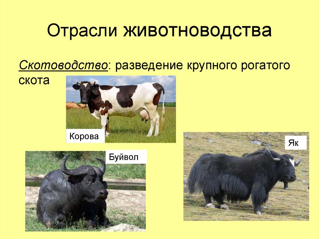 Отрасли животноводства