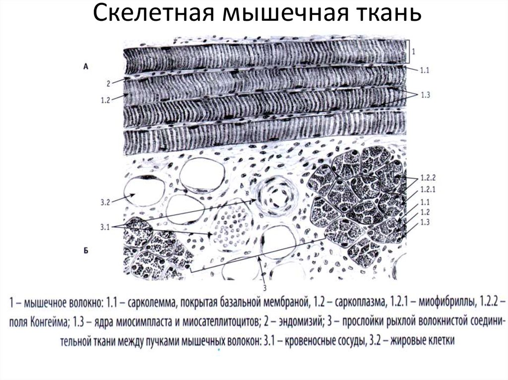 Какими цифрами обозначены изображения мышечной ткани