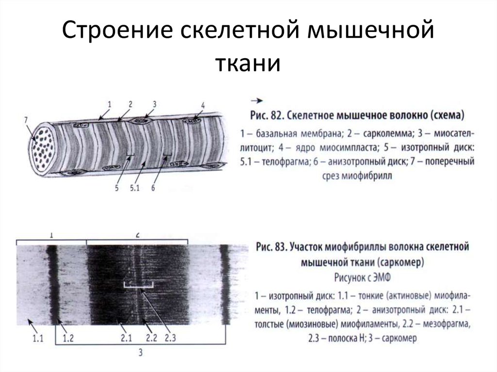 Нарисуйте электрограмму мпп скелетно мышечного волокна