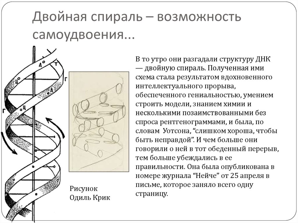 Самоудвоение днк