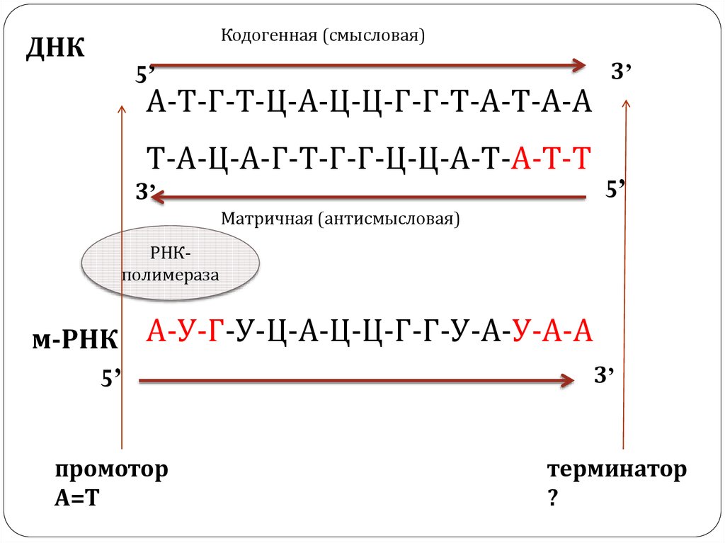 Начало цепи днк. Кодогенная цепь ДНК это. Матричная ДНК И смысловая. Кодирующая и матричная цепь ДНК. Матричная и смысловая цепь ДНК.