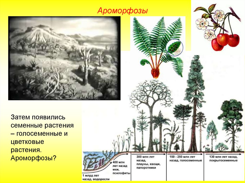 Ароморфозы растений в порядке их возникновения