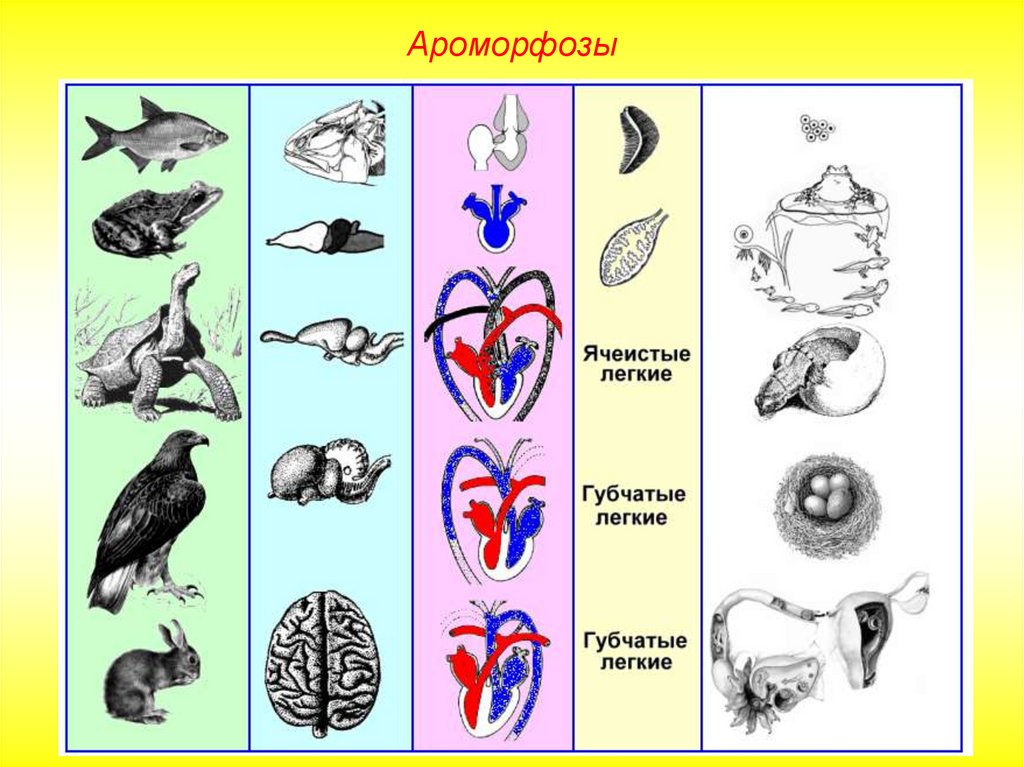 Презентация ароморфозы животных