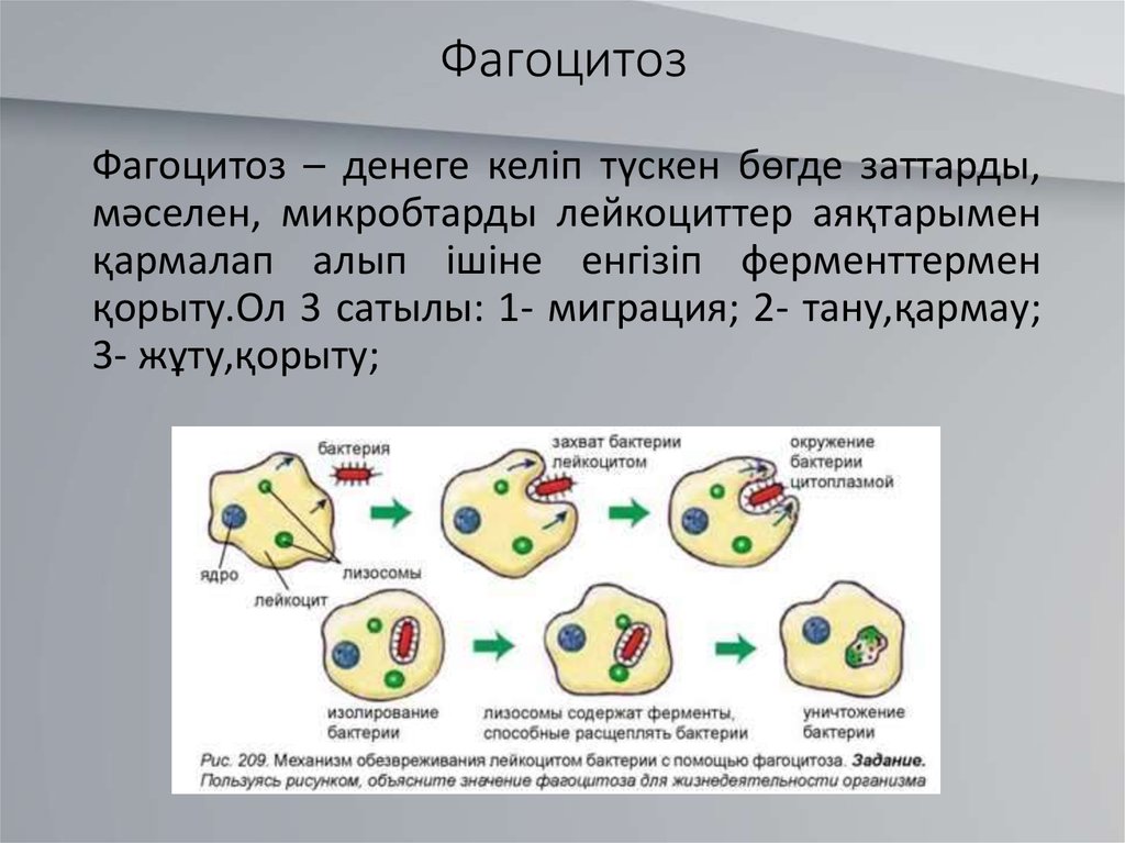 Фагоцитоз захват. Функции фагоцитов механизмы фагоцитоза. 8 Стадий фагоцитоза иммунология. Фагоцитоз лейкоцитов схема. Схема механизма образования иммунитета клеточный фагоцитоз.