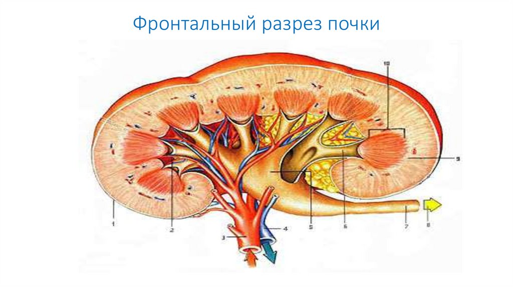 Схема почечной дольки